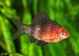 Barbus nigrofasciatus / purperkopbarbeel