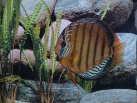 Symphysodon / Stendker Discus Santarem