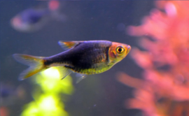 Rasbora heteromorpha black / kegelvlek zwart