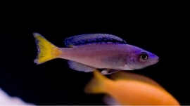 Cyprichromis Leptosoma Mpulungu  / Haring Cichlide