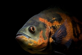 Astronotus Ocelatus / Pauwoog cichlide