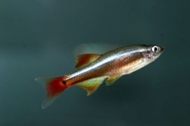 Tanichthys albonubes / Chinese danio