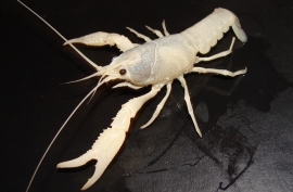 Procambarus Alleni    Snow White