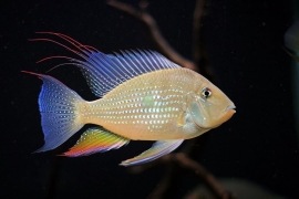 Acarichthys Heckelii /Heckeli cichlide