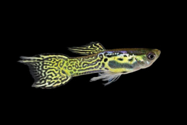 Poecilia endleri / Endler guppy Cobra