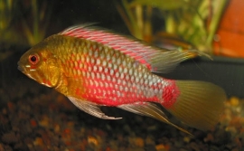 Apistogramma hongsloi / dwergcichlide