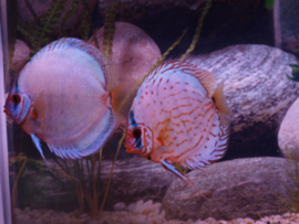 Symphysodon / Stendker Discus Kobalt