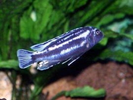 Melanochromis Cyaneorhabdos Maingano / Malawi Cichlide