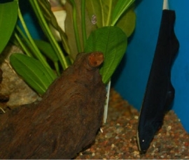 Apteronotus albifrons  / Amerikaanse mesvis