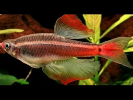 Tanichthys albonubes Longfin / Chinese Danio Longfin