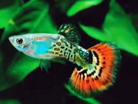 Poecilia reticulata Mosaic Red / Guppy Mosaic Red