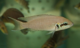 Neolamprologus brichardi / prinses van burundi