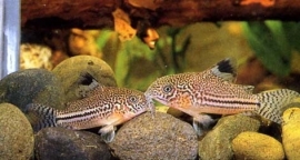 Corydoras Julii / Pantsermeerval