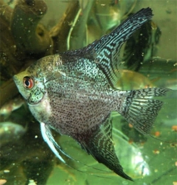 Pterophyllum scalare Leopard / Maanvis Leopard