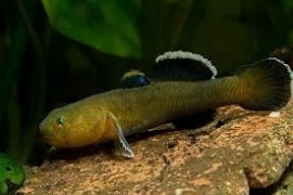 Chlamydogobius eremius / Woestijngrondel