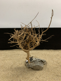 Osaka Bonsai Tree nr 15 - 34x13x43cm - aquascaping boom