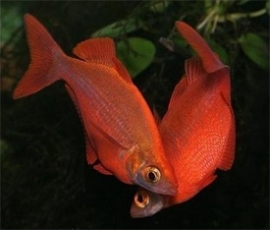 Glossoleps incisus / Red Rainbow Fish