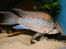 Apistogramma Kelleri / dwegcichlide