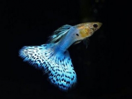 Poecilia reticulata  Blue Glass / Guppy Blue Glass