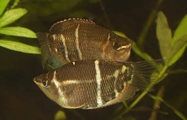 Sphaerichthys Osphormenoides / Chocolade Gourami