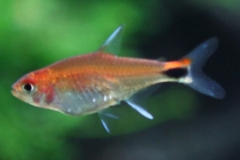 Axelrodia Riesei / Ruby Tetra | Tropische vissen database | G&D Aquaria