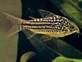 Corydoras Elegans