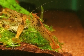 Caridina Rubropunctata / armadillo shrimp