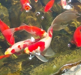 Fancy Goldfish Goudvis rood/wit Sluierstaart