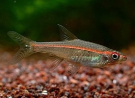 pauciper forata / roodstreep rasbora