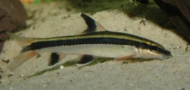 Epalzeorhynchos Kalopterus / Prachtvin Algeneter