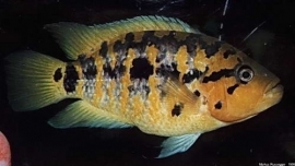 Cichlasoma friedrichsthalii / Parachromis friedrichsthalii