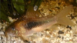 corydoras aeneus (schultzei) / pantsermeerval