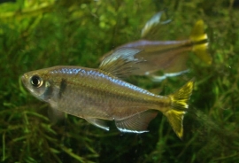 Hemigrammopetersius Caudalis / Gele Congozalm