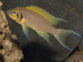 lamprologus Daffodil / Tanganyika Cichlide