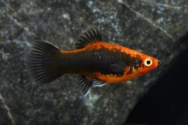 Xipho. Maculatus  Tuxedo/ Platy Tuxedo