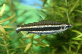 Nannostomus marilynae