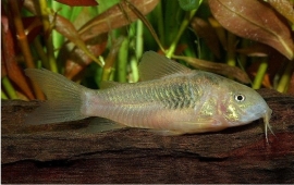 corydoras schultzei (aeneus) / pantsermeerval