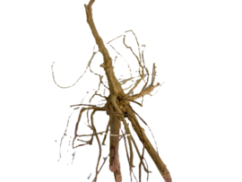 Driftwood Selected  DW49 - 65x30x28cm