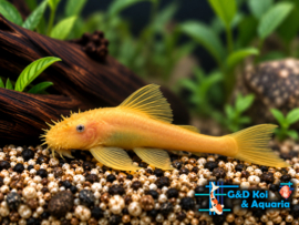 L 144 Ancistrus (Lemon)