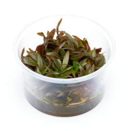 Cryptocoryne Wendtii Brown  In-Vitro cup 100cc