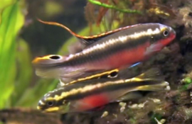 Pelvicachromis Pulcher super red / Kersenbuik cichlide