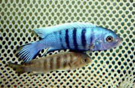 Pseudotropheus Kingsizei / Malawi Cichlide