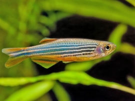 Danio Kyathit / Roodvin Danio
