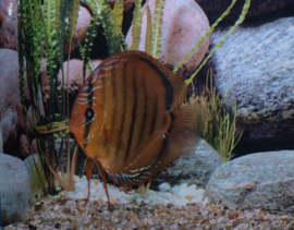 Symphysodon / Stendker Discus Alenquer