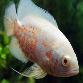 Astronotus Ocelatus Albino / Pauwoog cichlide albino