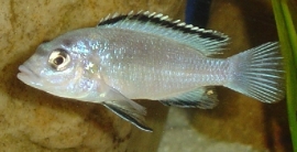 Labidochromis caeruleus white