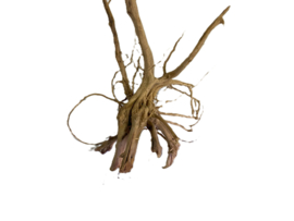 Driftwood Selected dw41 60x28x30cm