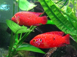 Hemichromis lifalili Red / cichlide