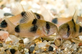 Corydoras Weitzmani / Pantsermeerval