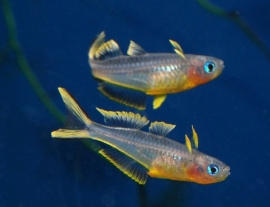 Pseudomugil furcatus / Popondetta Furcata / Regenboogvis